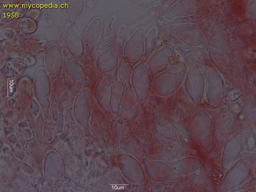 Rhizomarasmius setosus - HDS - Kongorot  - 