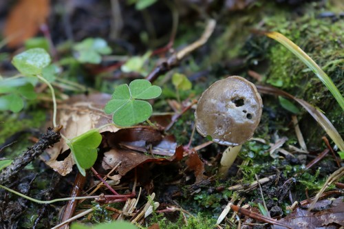 Helvella elastica - 