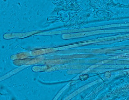 Helvella elastica - Paraphysen - Patentblau  - 