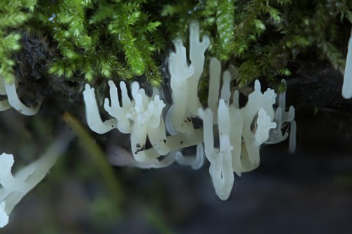 Lentaria subcaulescens - 