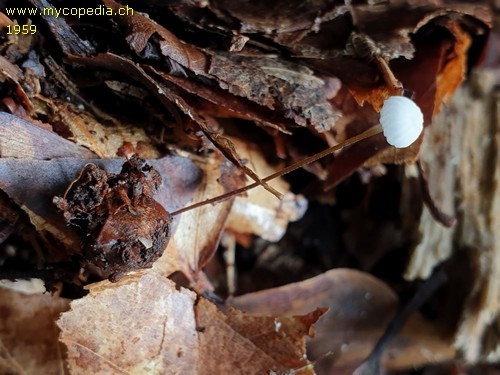 Rhizomarasmius setosus - 