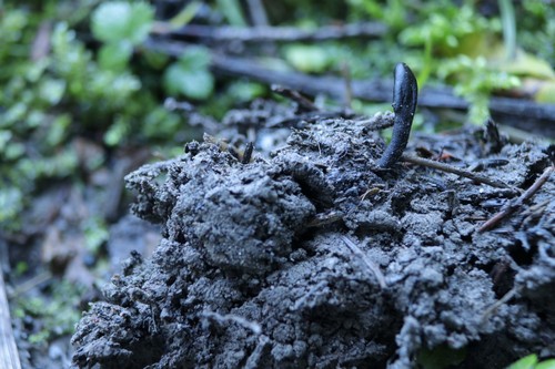 Geoglossum 7fach septiert - 