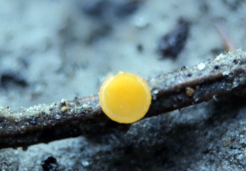 Hymenoscyphus sulphuratus - 