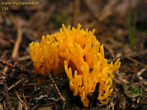 Calocera viscosa - 