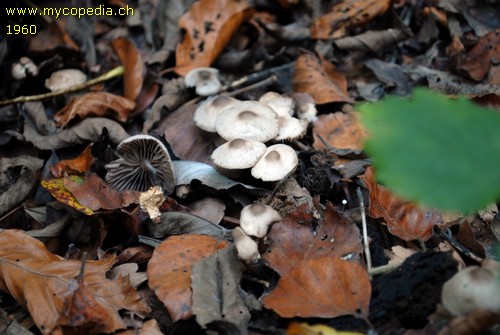 Marasmius wynneae - 