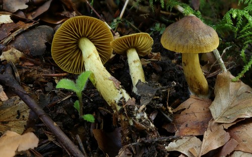 Cortinarius nanceiensis - 