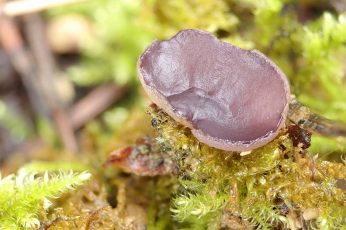 Geoscypha tenacella - 