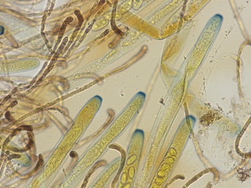 Geoscypha tenacella - 