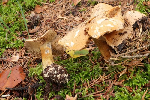 Cortinarius corrosus - 