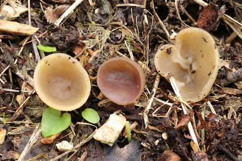 Peziza pseudoviolacea - 