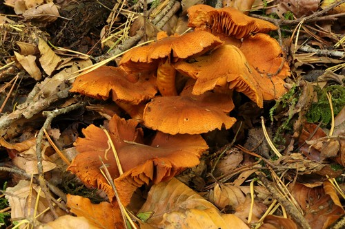 Cortinarius rubellus - 