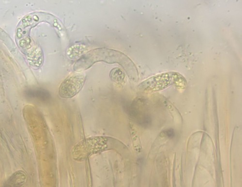 Otidea umbrina - Paraphysen - Wasser  - 