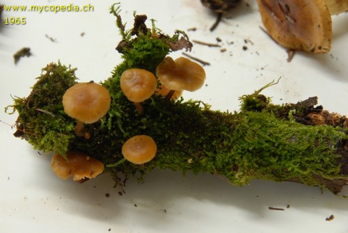 Tubaria furfuracea - 