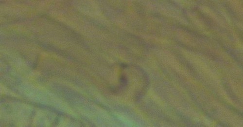 Ceriporiopsis gilvescens - 