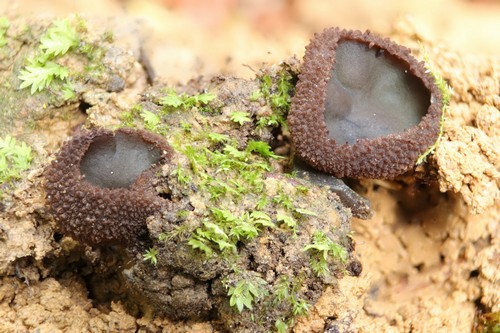Plicariella scabrosa - 