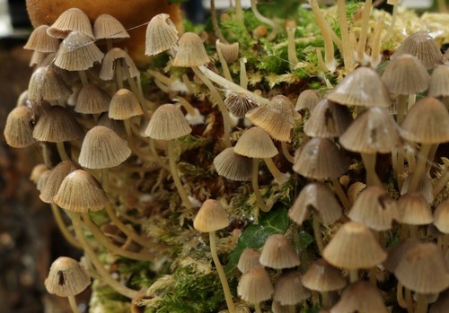 Coprinellus disseminatus - 