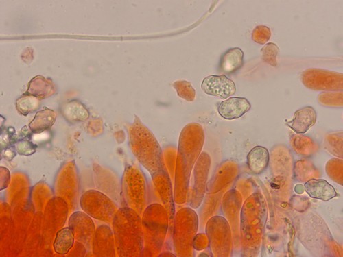 Entoloma bisporigerum - 