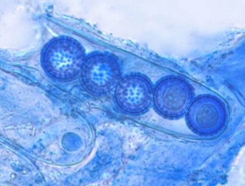 Plicariella scabrosa - 