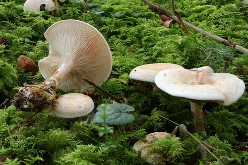 Lepista gilva - 