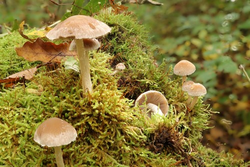 Psathyrella spintrigeroides - 