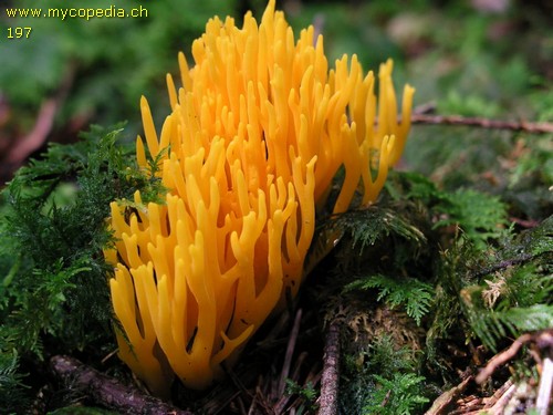 Calocera viscosa - 