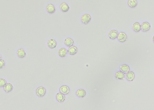 Lepista gilva - 