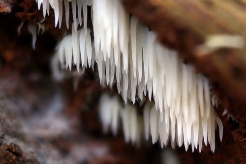 Mucronella bresadolae - 