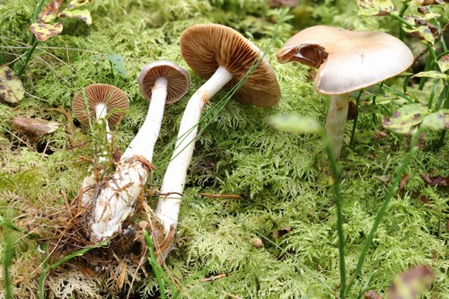 Cortinarius betulinus - 