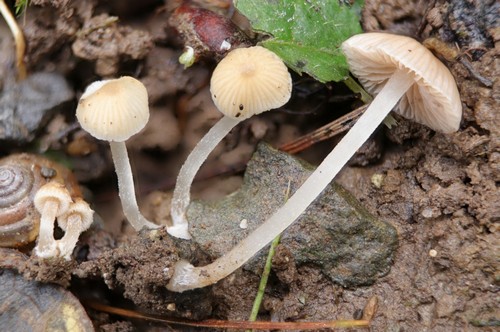 Psathyrella pygmaea - 