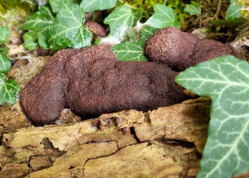 Brefeldia maxima - 