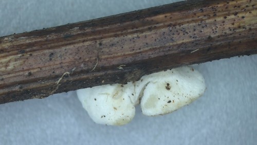 Crepidotus epibryus - 
