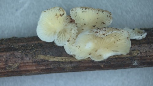 Crepidotus epibryus - 