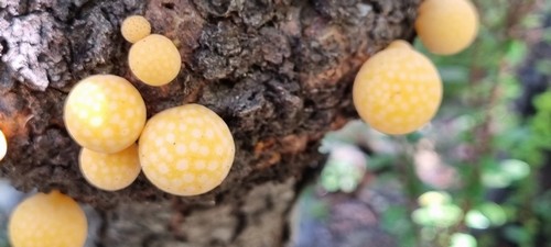 Cyttaria darwinii - 