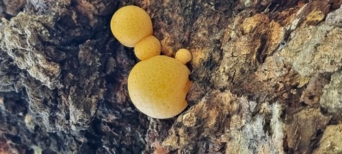 Cyttaria darwinii - 