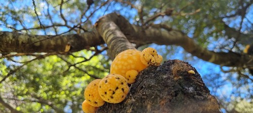 Cyttaria darwinii - 