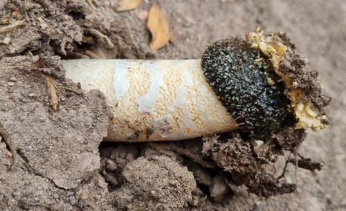 Itajahya galericulata - 