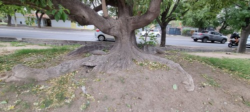 Phytolacca dioica - 