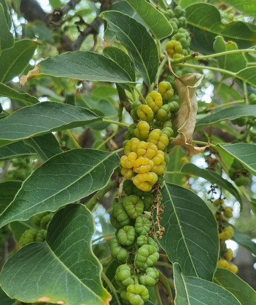 Phytolacca dioica - 
