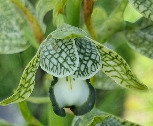 Chloraea magellanica - 