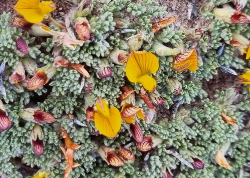 Adesmia miraflorensis - 