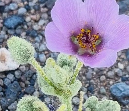 Cristaria aspera - 