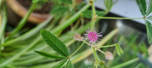 Mimosa pudica - 
