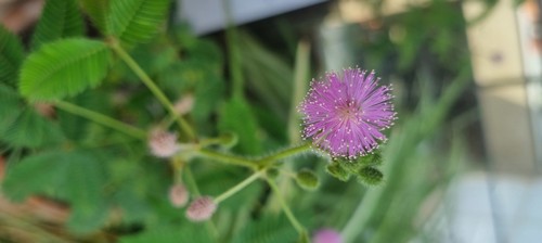 Mimosa pudica - 