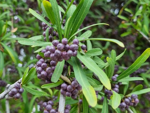 Schinus longifolia - 