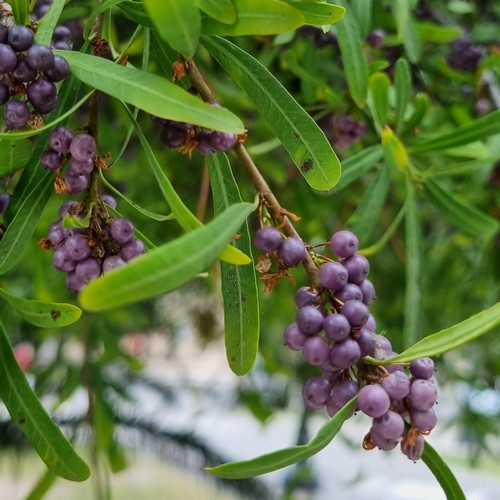 Schinus longifolia - 