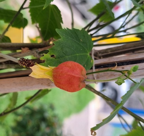 Abutilon megapotamicum - 