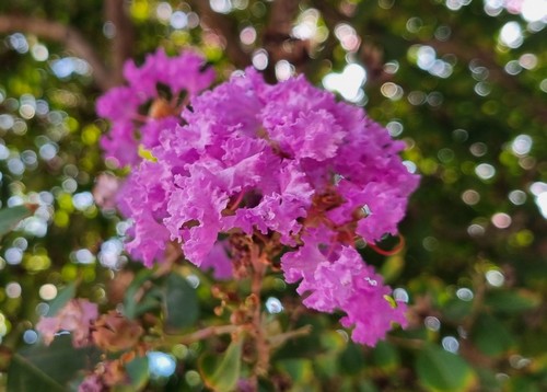 Lagerstroemia indica - 