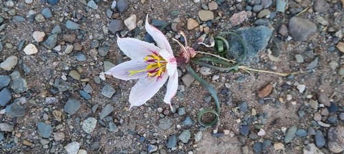 Zephyranthes andina - 