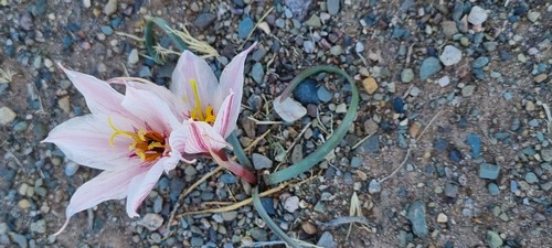 Zephyranthes andina - 