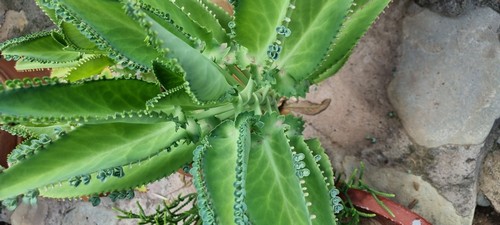 Kalanchoe daigremontiana - 